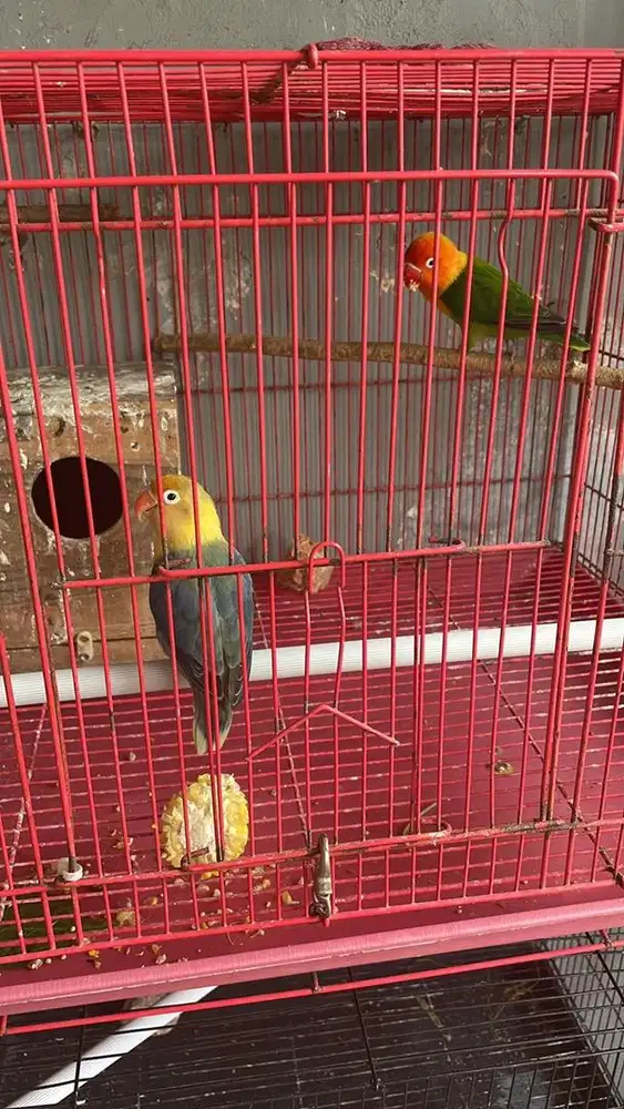 Love bird lovebird indukan