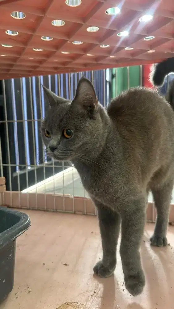 BSH (british short hair) BETINA