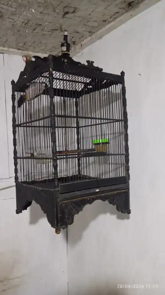 Sangkar ukir isi burung kutilang gacor