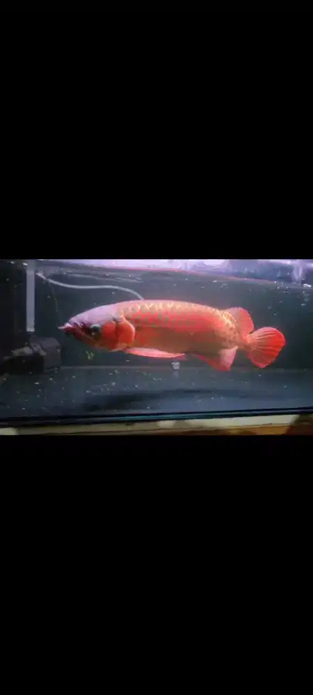 ARWANA Super red