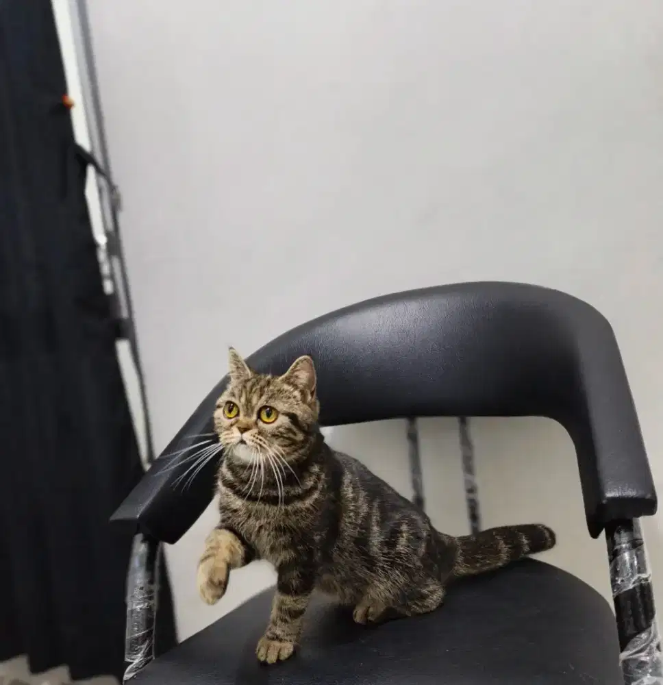 Betina exo flat tabby