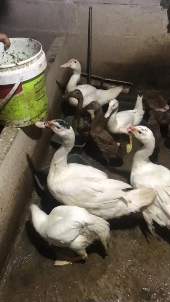 jual Bebek dan entok