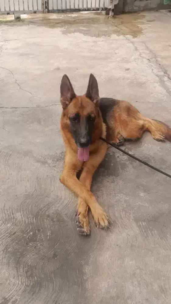 Anjing German Shepherd ( Anjing Herder)
