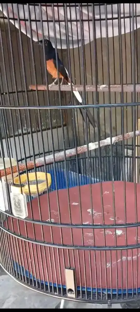 murai batu prestasi ekor 20cm dan cendet trotol