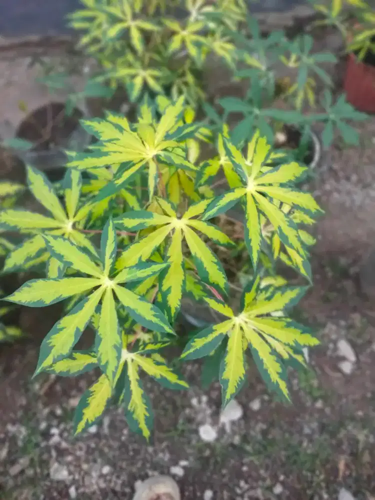 Pohon singkong fariagata