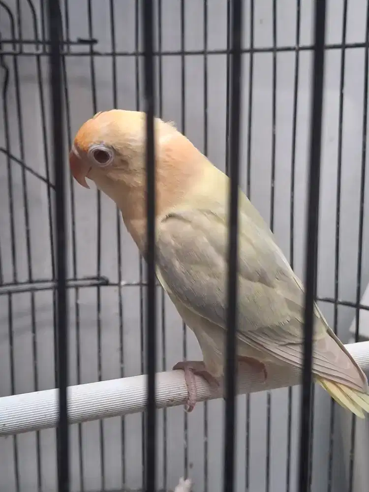 Lovebird love bird PF Matamerah
