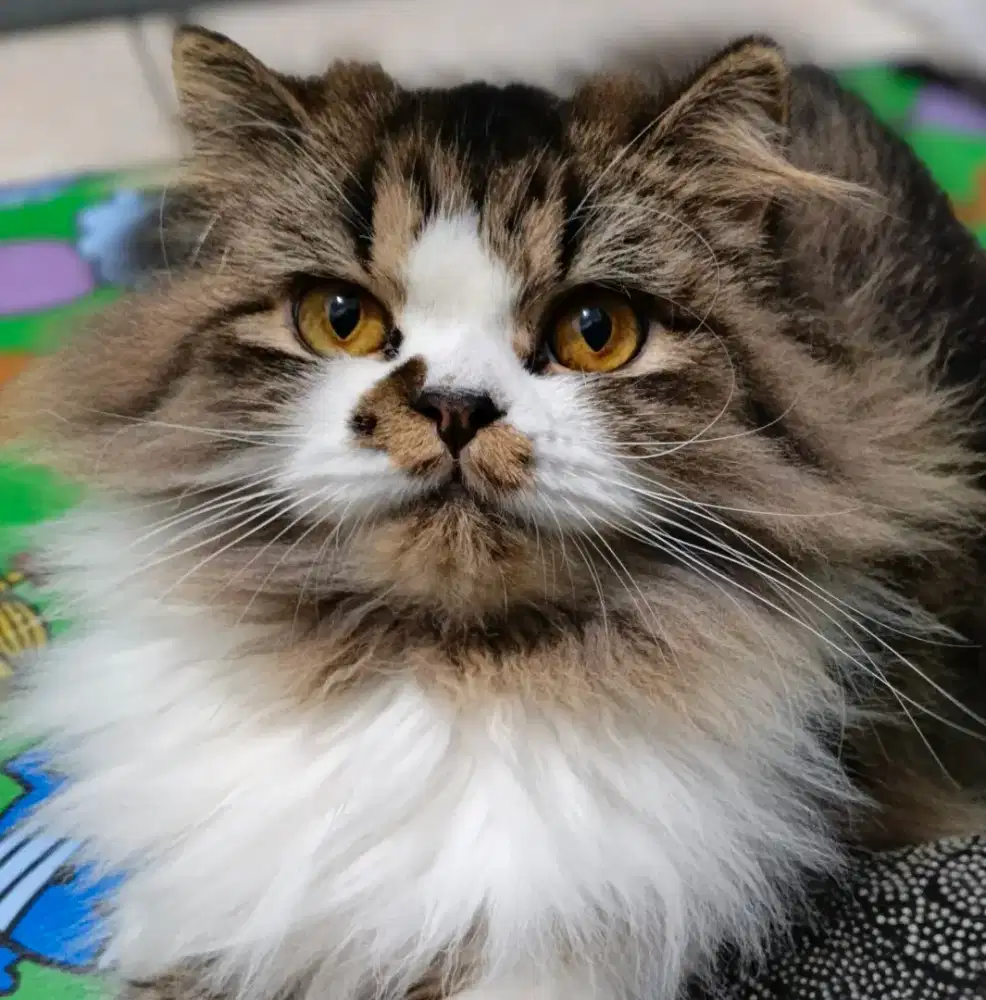 Lepas adopsi kucing persia flat nose mix mainconne