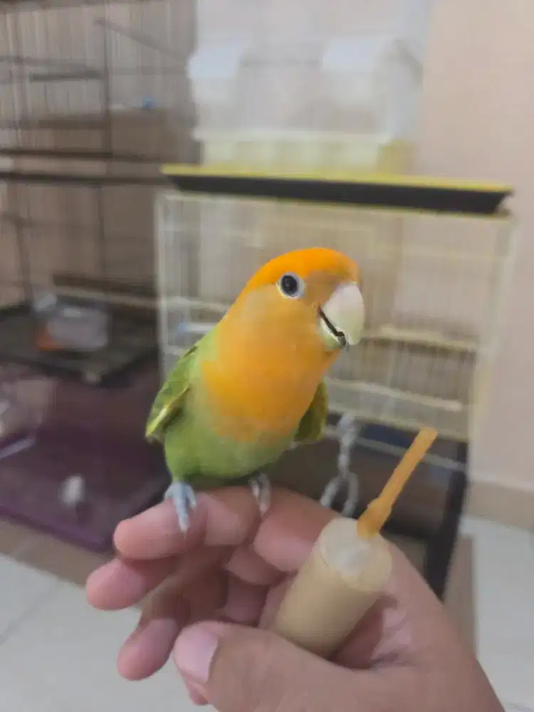 Burung Love Bird Non Klep Jinak FTM