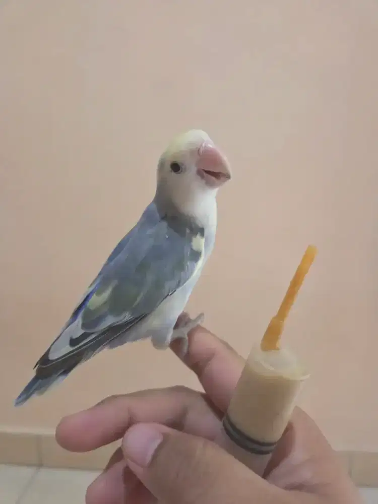 Burung Love Bird Non Klep Jinak FTM