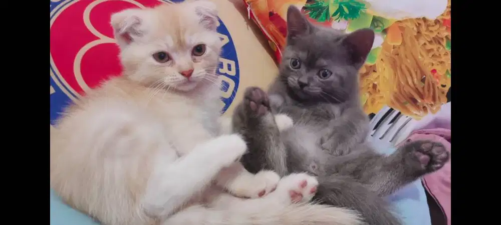 BSH blue Bloodline Impor