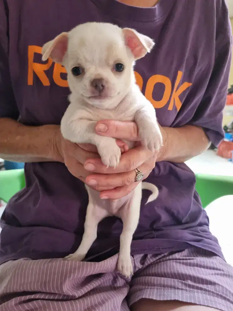 PURE Mini Chihuahua ASLI
