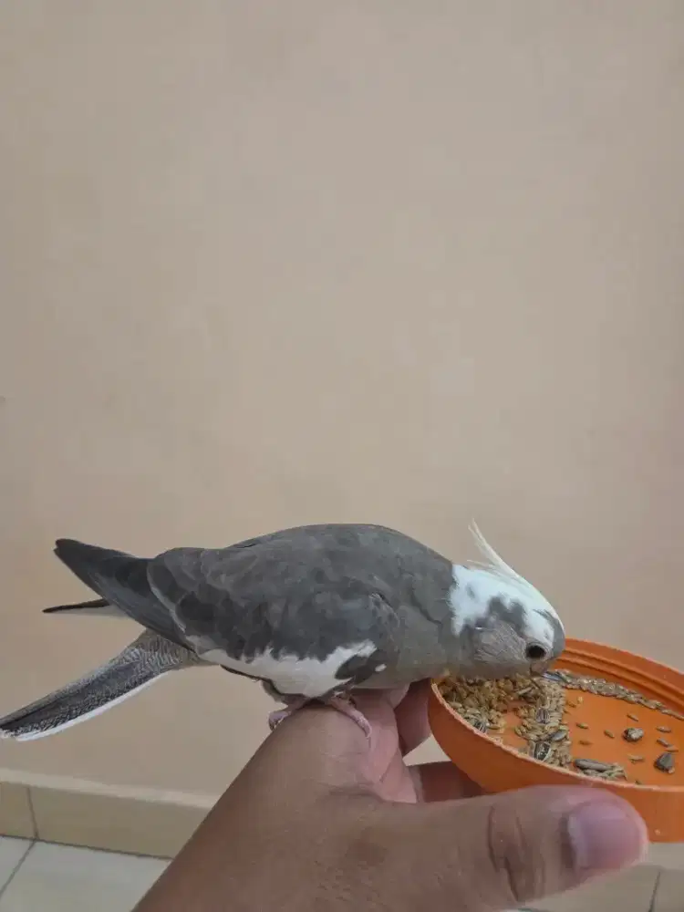 Burung Falk Australia Jinak