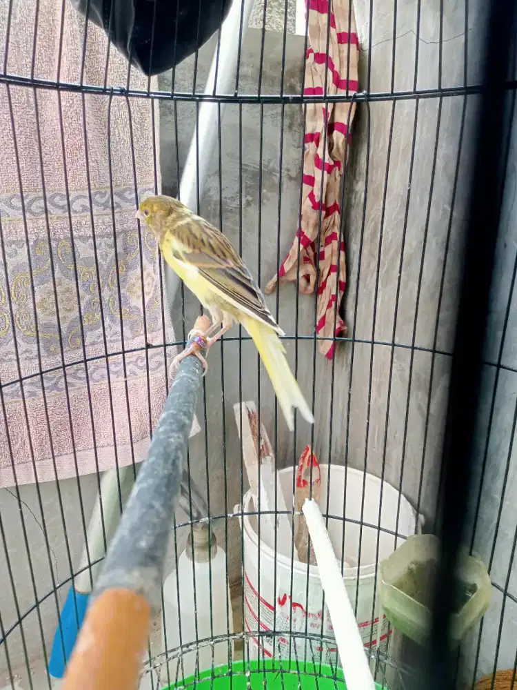 Kenari f1sf jantan riwik