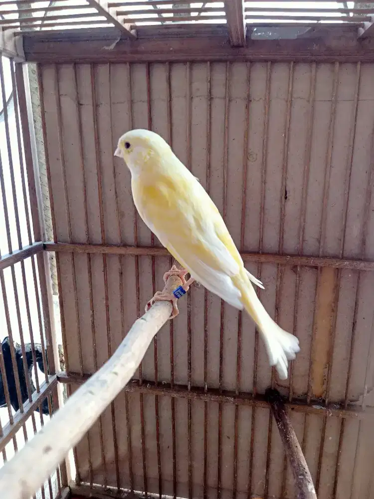 Kenari kuning jantan setvol