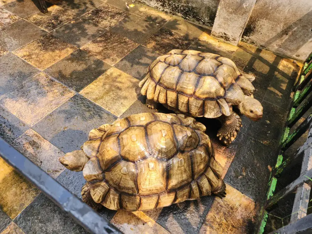 KURA KURA DARAT SULCATA SEPASANG