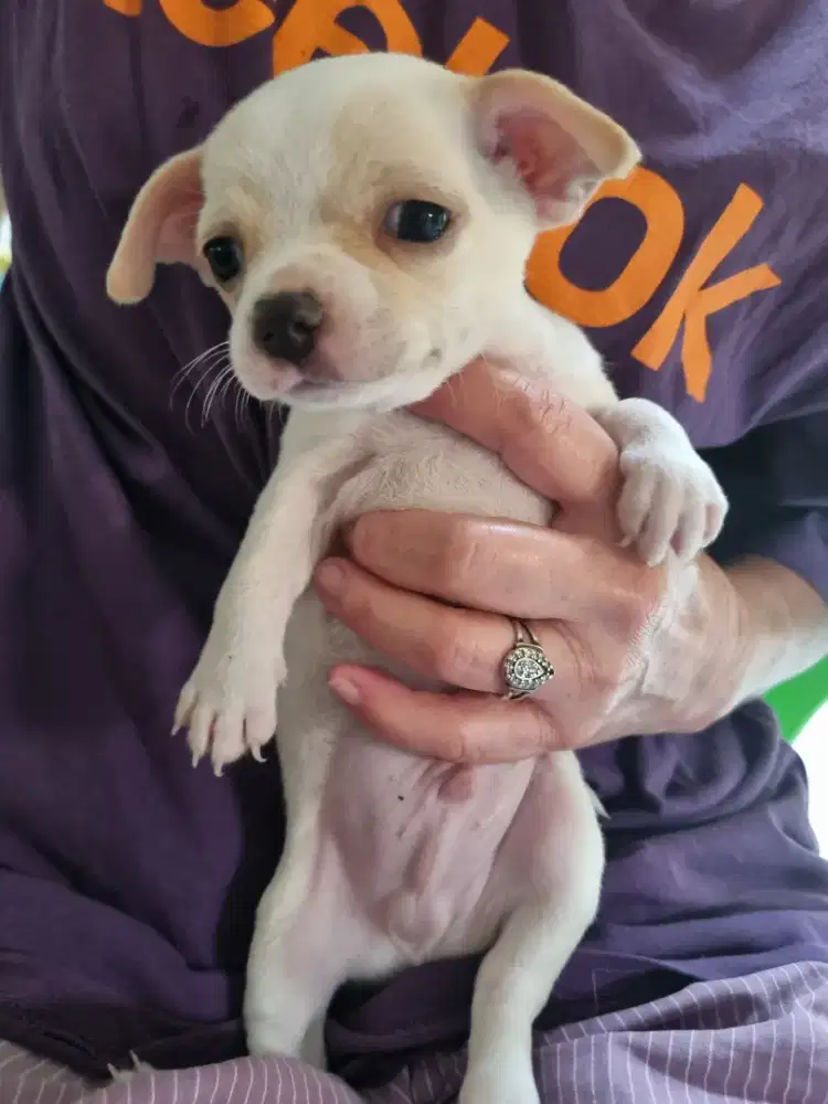 Pure Mini Chihuahua