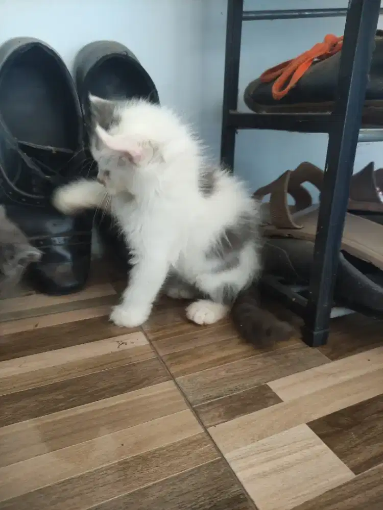 Kiten kinklaw telinga melengkung