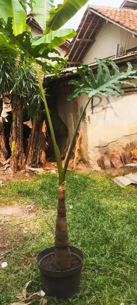 Alocasia Portei