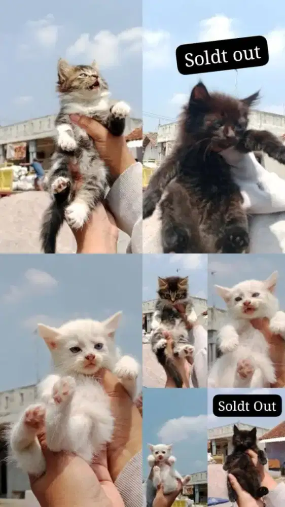 Kitten Persia Medium