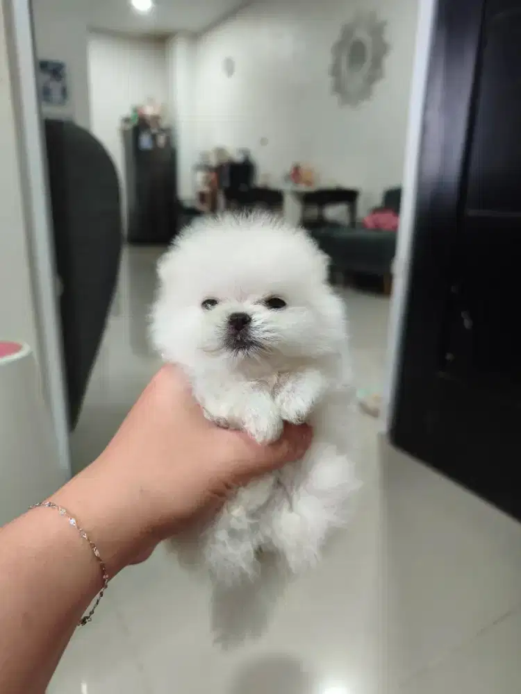 Superminipom Jantan
