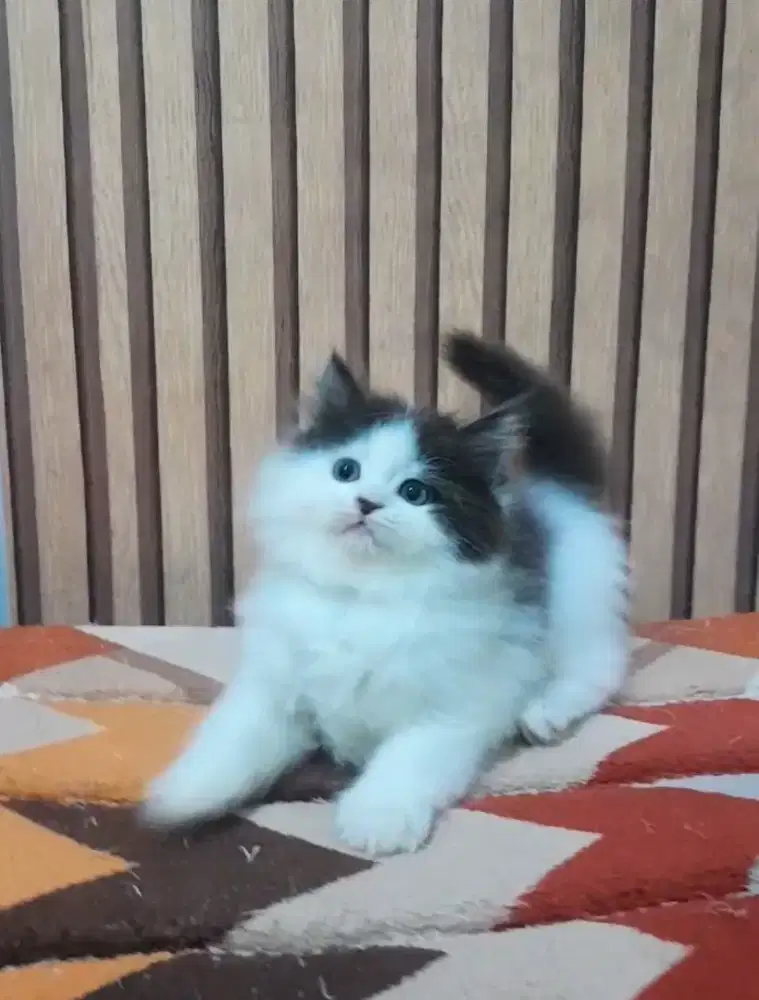 kucing persian #kittenlucu