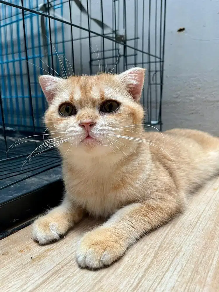 Kucing sf golden Ny25
