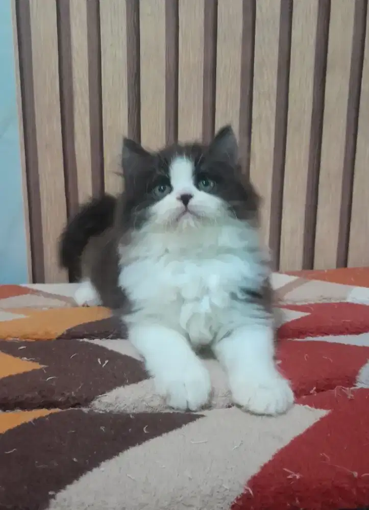 kucing persia #kittenlucu