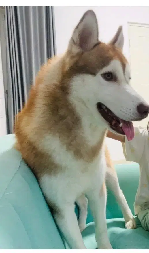 Jual Husky Jantan