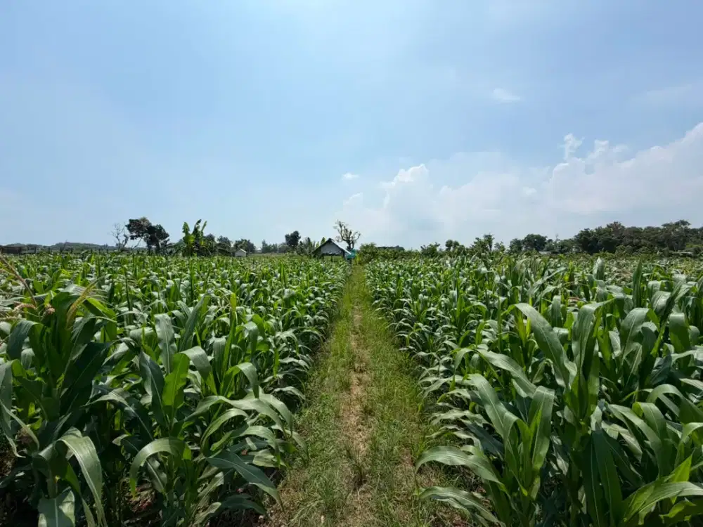 TANAH LADANG PERTANIAN STRATEGIS KAWASAN TUBAN