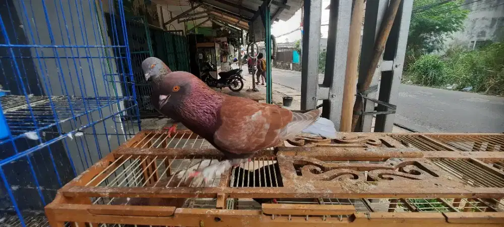 Burung dara/merpati
