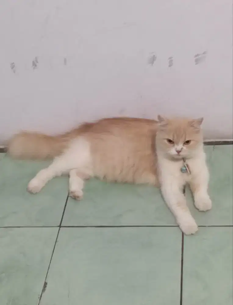 Kucing persia betina
