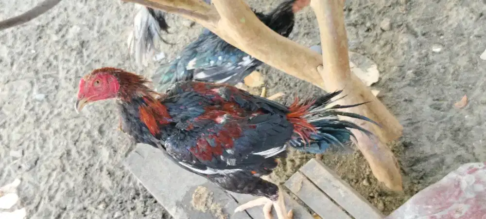 Ayam elid muda ...
