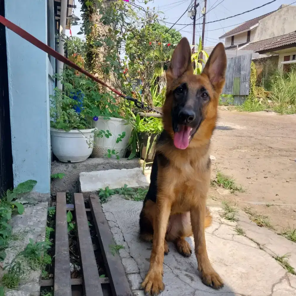 German shepherd Herder Betina