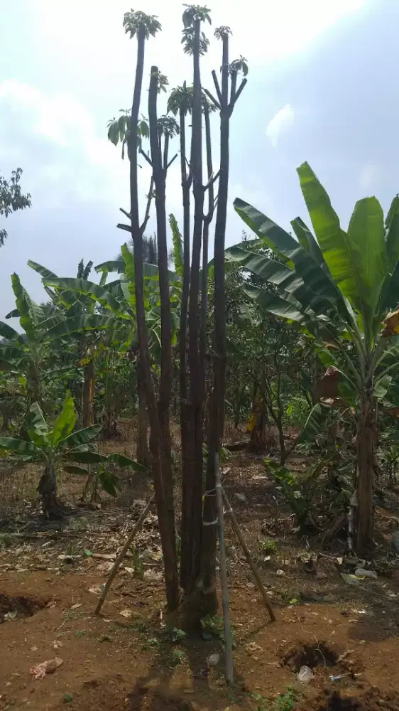 Jual pohon fule..pohon perindang dan hias