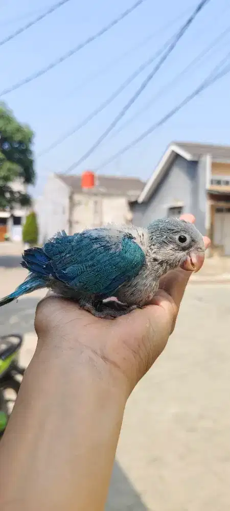 Monk parakeet blue baby DNA jantan