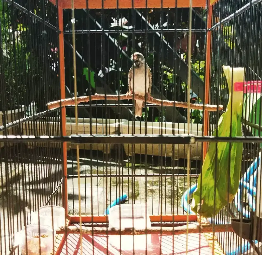 Blackthroat pejantan