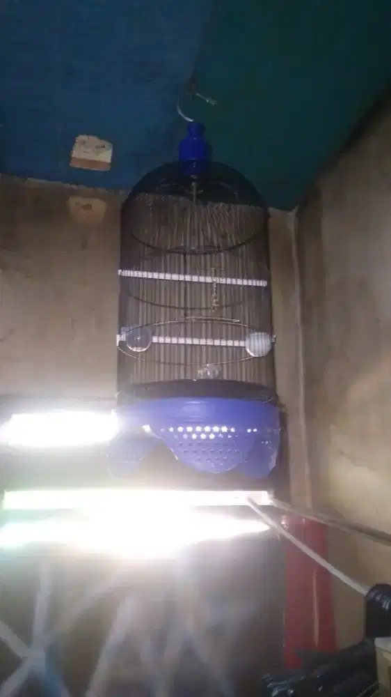 SANGKAR LOVEBIRD