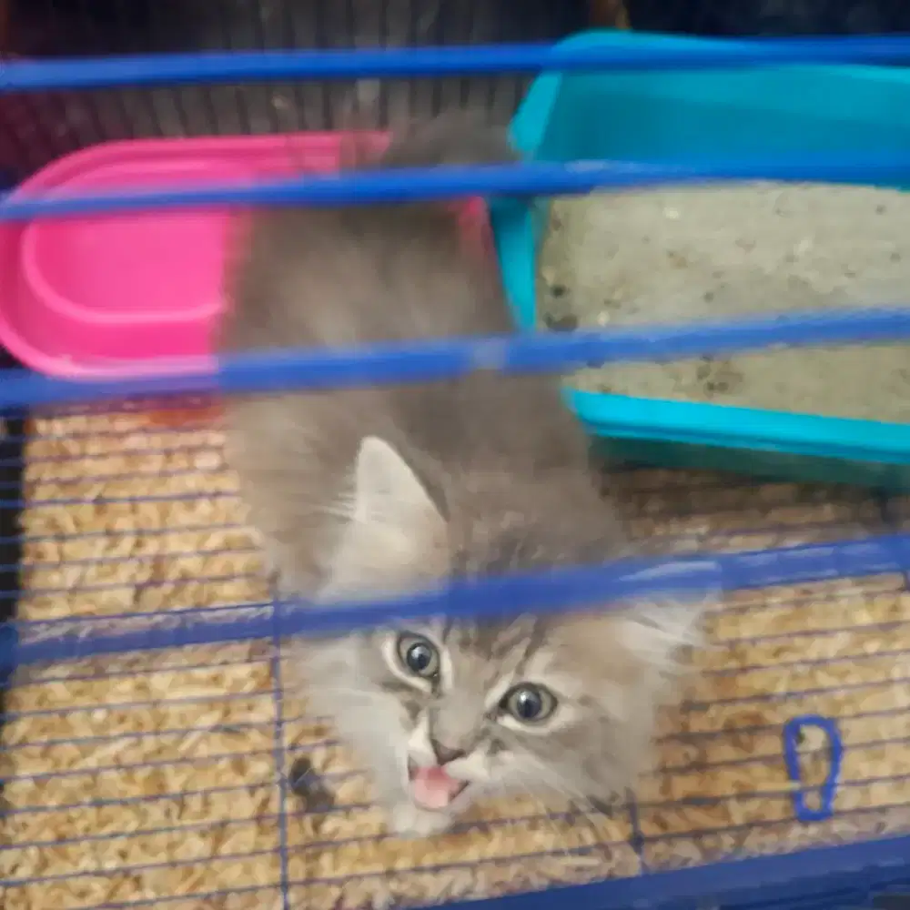 Kitten murah banget