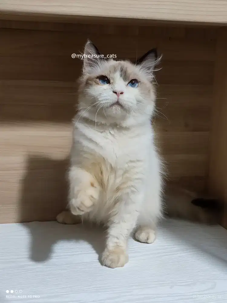 Kitten 7 bulan Ragdoll Seal Van Bicolor Jantan Deep Blue Eyes NON PED