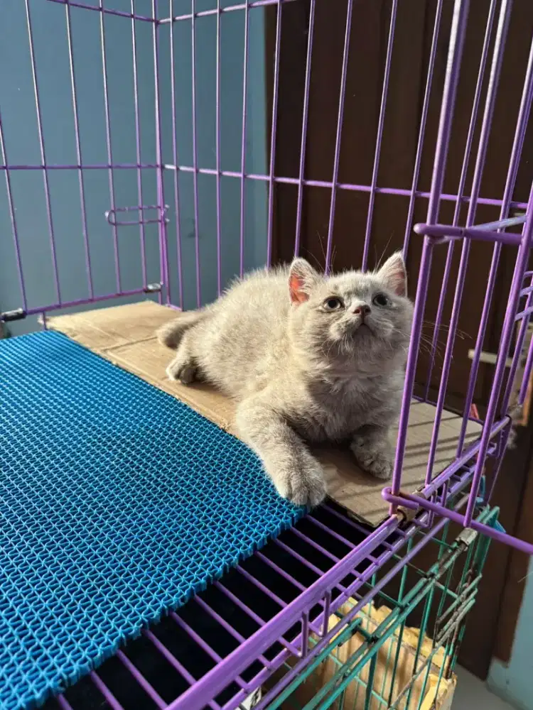 kucing kitten british shorthair lilac betina 100% pure line ped