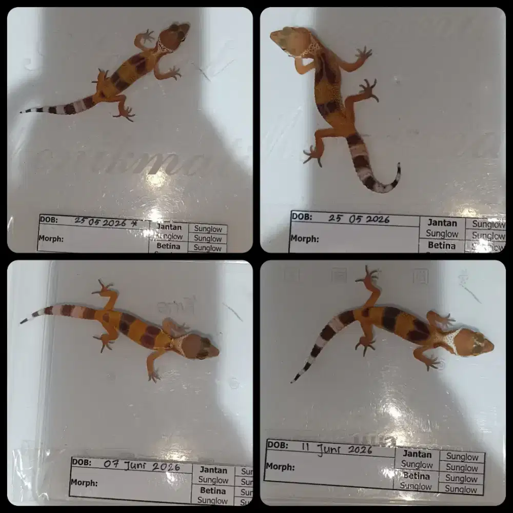 Baby Sunglow x Sunglow 6 ekor