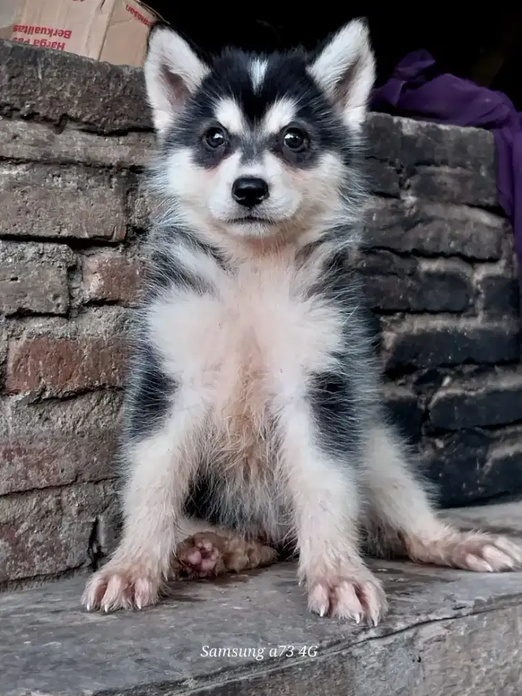 Anakan anjing ras