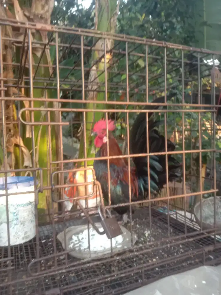 Ayam Kate jantan