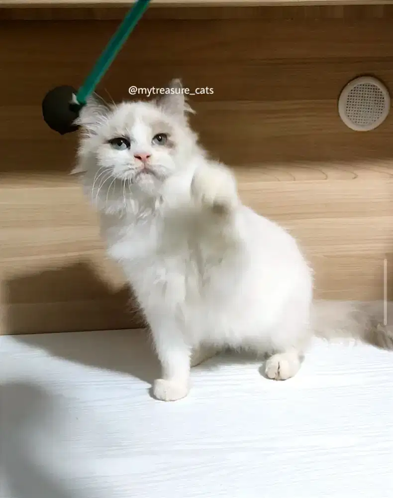 Kitten 4 bulan Ragdoll Blue Tortie Bicolor (RARE COLOR) Non PED pure