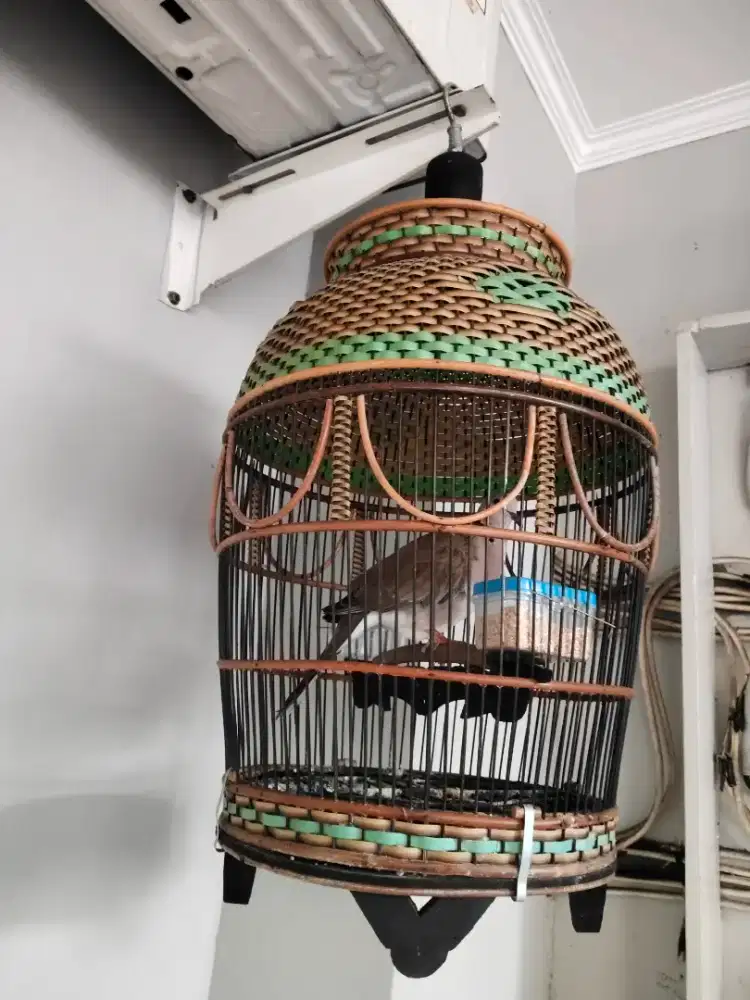 Jual. Kukur sama kandang masi bagus buyi rajin