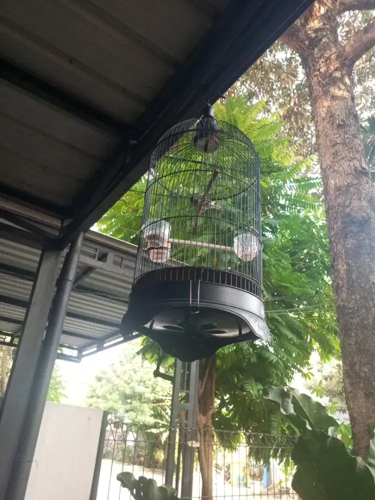 Di jual burung kenari fulset 300k