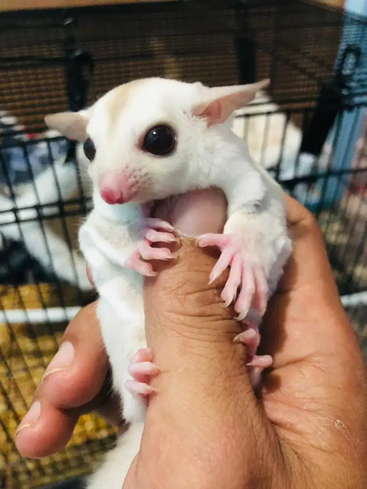 Sugar Glider full set