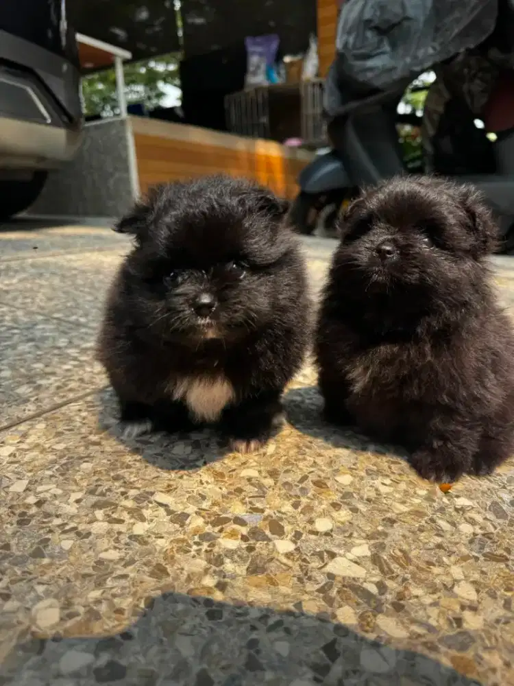 Minipom hitam betina