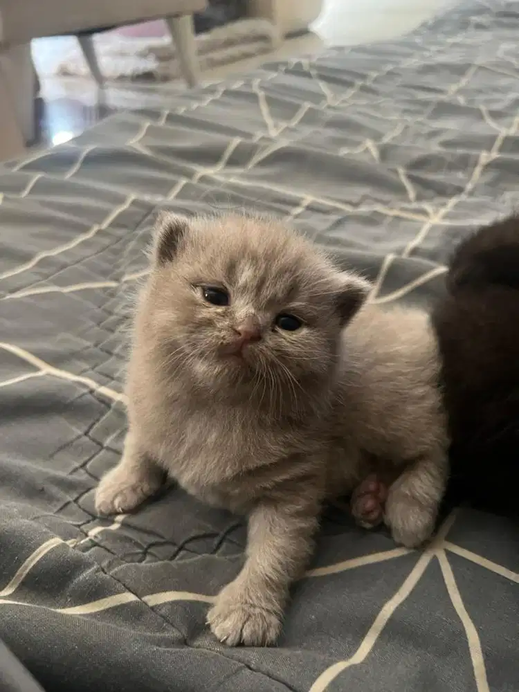 open PO kitten BSH