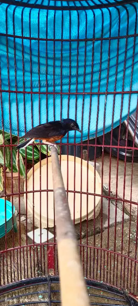 Murai batu hutan dewasa exprestasi